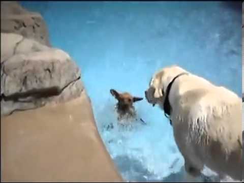 A že pes vie plávať :)