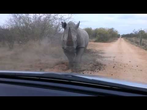Nehnevajte nosorožca :)