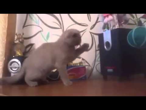 Mačka sa snaží chytiť basy :)