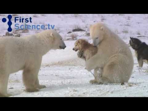Keď sa spolu hrajú polárne medvede a psy