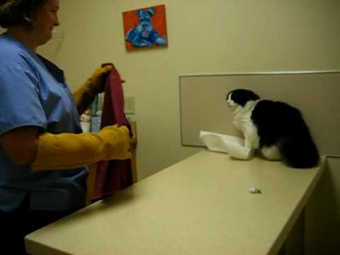 Psycho mačka útočí na veterinárku!