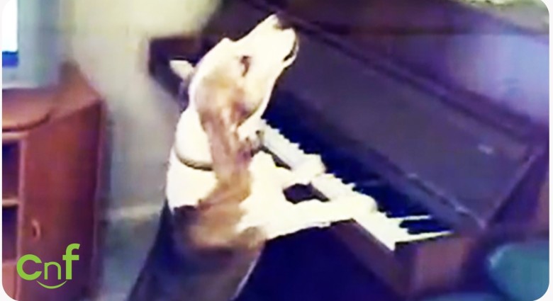 Talentovaný hafan: Spieva si a hrá na klavíri