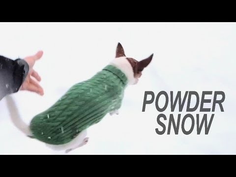Prečo čivavy nemajú radi sneh
