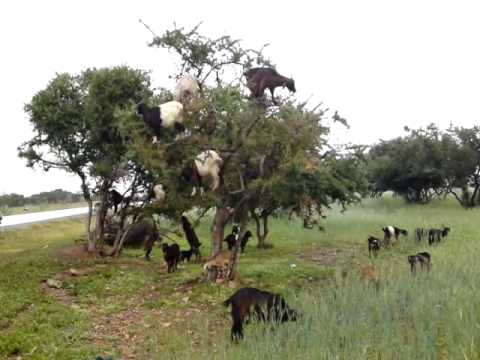 V Maroku sa aj kozy a capy šplhajú po stromoch