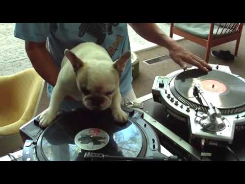 Aj pes môže byť DJ