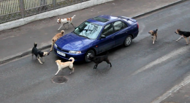 Banda nevychovaných psov zaútočila na auto!