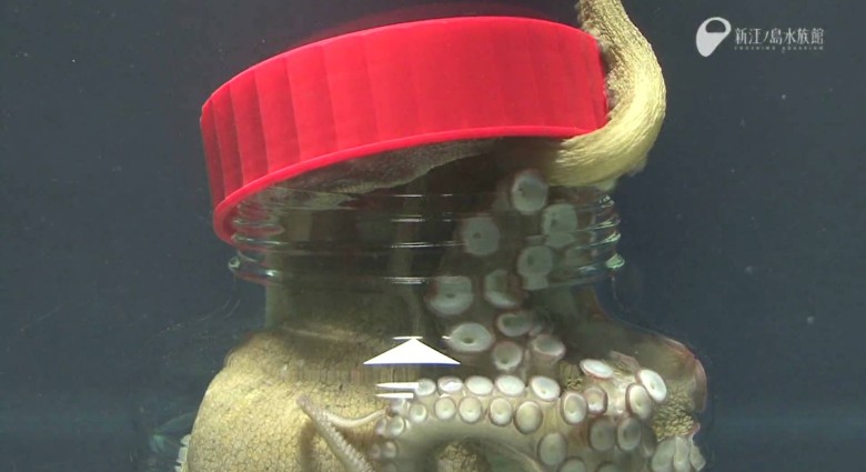 Čo sa stane s chobotnicou zatvorenou v poháre?