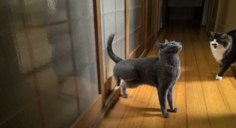 Mačka, ktorá klope na dvere