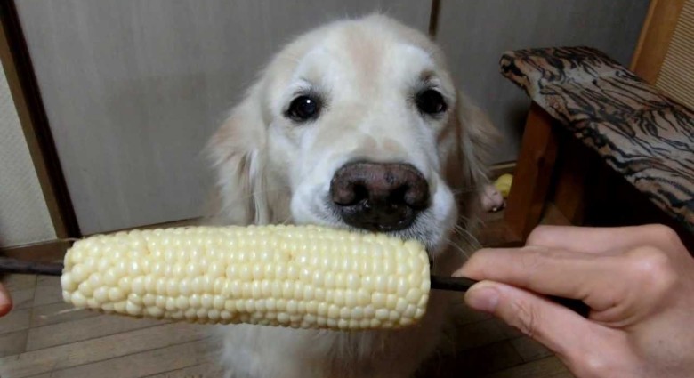 Pes vs. kukurica