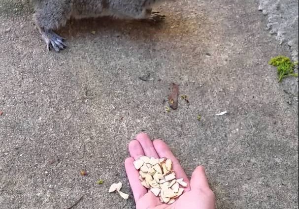 Prečo veveričku nekŕmiť vlastnými rukami