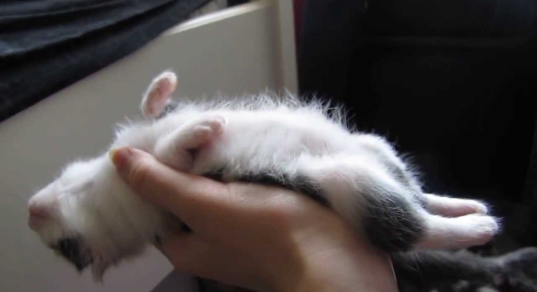 Sladké ospalé mačiatko