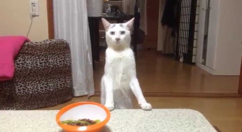 Tejto mačke sa povedalo, aby odstúpila od stola- pozrite sa na jej reakciu!