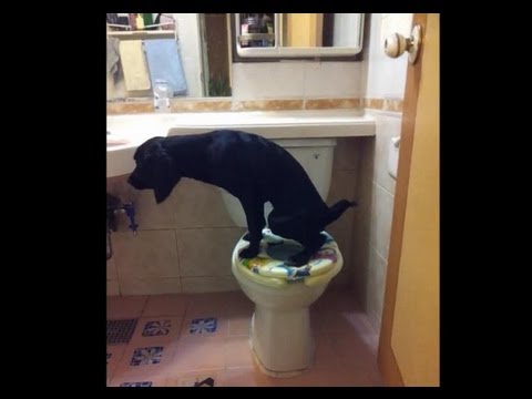 Tento pes používa toaletu lepšie ako niektorí ľudia!
