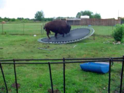 A bizóna na trampolíne ste už videli?