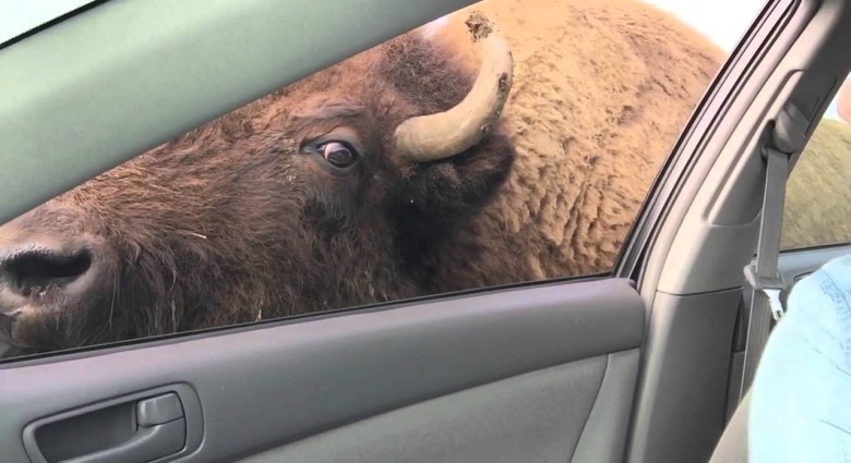 ČO by si robil, keby sa do teba zamiloval bizón?