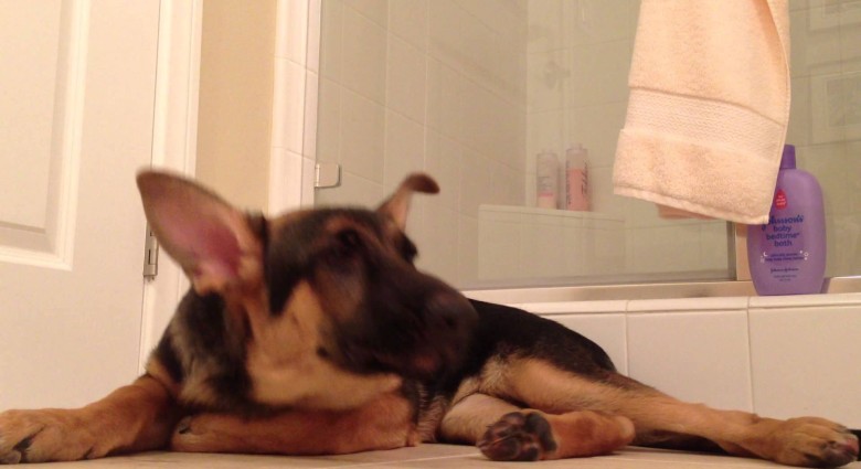 Kúpeľňový duet psa a jeho pána