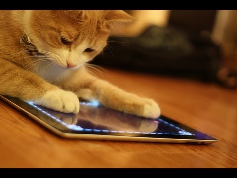 Mačky a ich závislosť na iPadoch