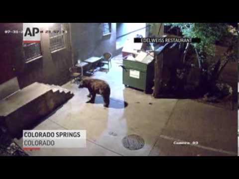 Medveď ako zlodej kontajnerov