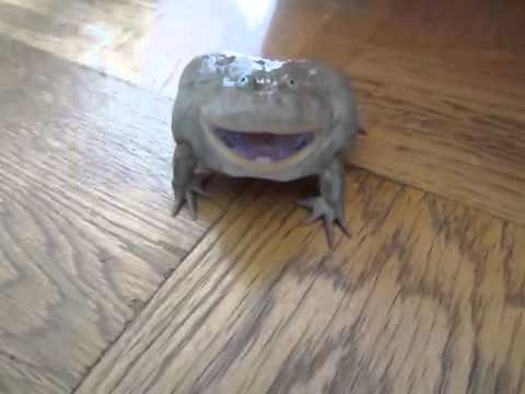 Na smrť vystrašená žaba