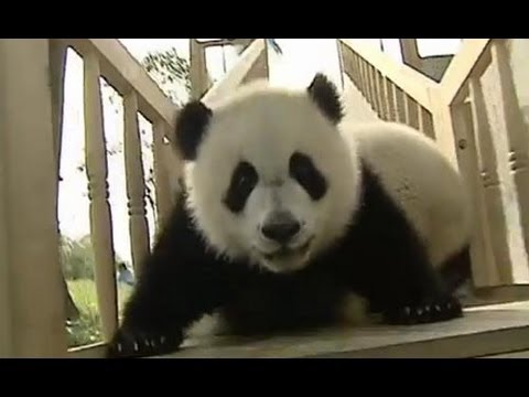 Pandy na šmýkačke