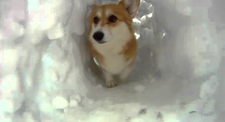 Psík Cogi v snežnom tuneli