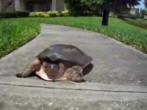 Superrýchla korytnačka