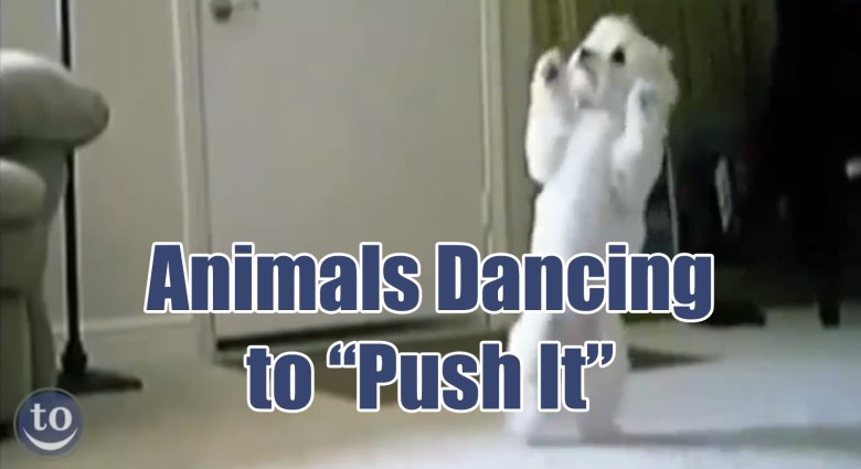 Tancujúce zvieratká
