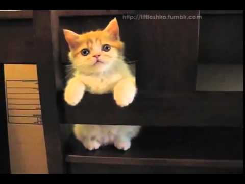 Mačka, ktorá miluje stoličku