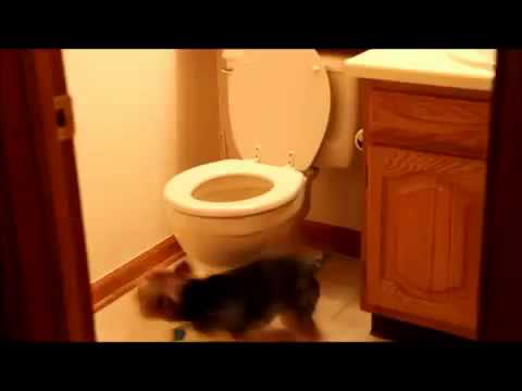 Pes, ktorý neznáša záchody