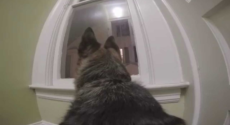 Čo sa stane, keď necháš svojho psa samého doma s kamerou na chrbte?
