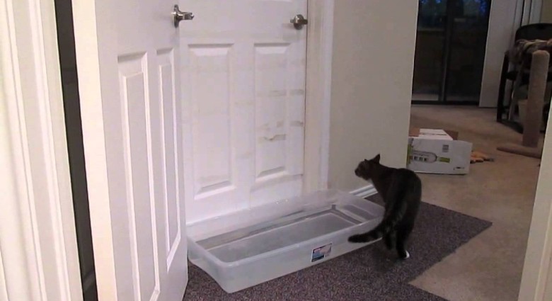 Mačka so skrytým talentom- dokáže si otvoriť dvere!