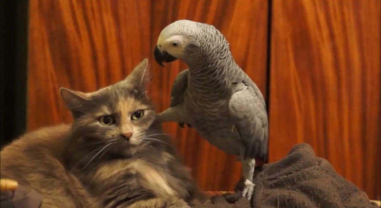 Neskutočne otravný papagáj vs. mačka s nervami z ocele