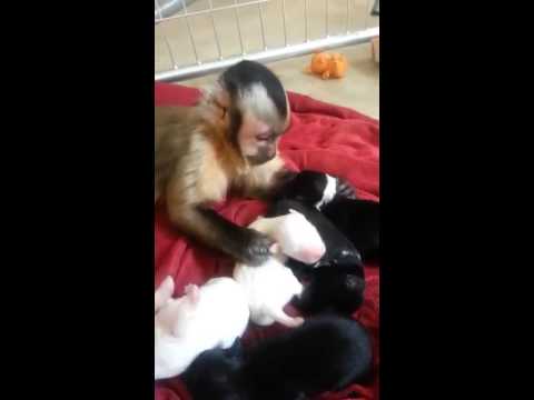 Opička sa stará o šteniatka