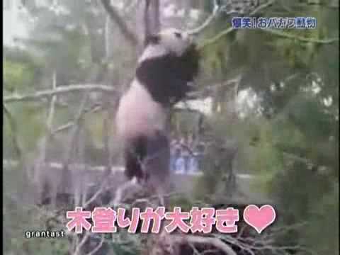 Panda vs. strom- smiechu sa nezdržíte!