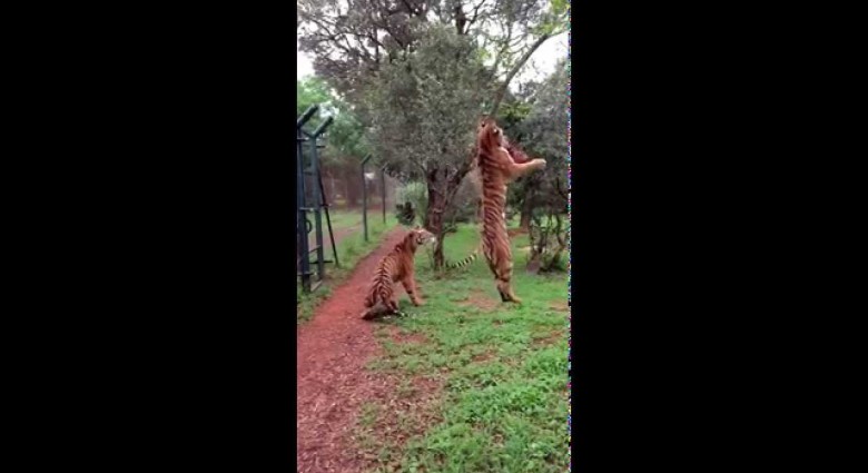 Ako skáče hladný tiger