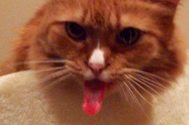 Mačka vyplazuje jazyk do rytmu ťahania pásky