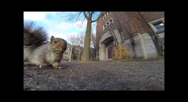 Veverička ako zlodejka GoPro