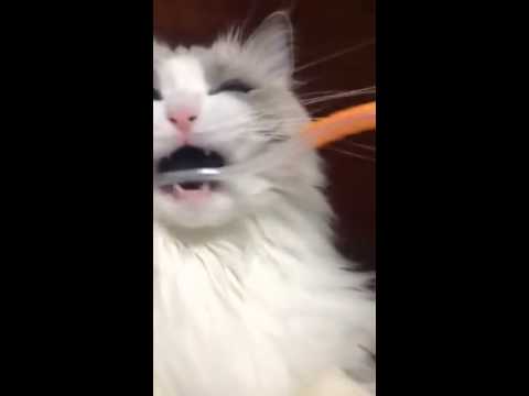 Ako sa bude tváriť tvoja mačka, keď jej vyčistíš zuby