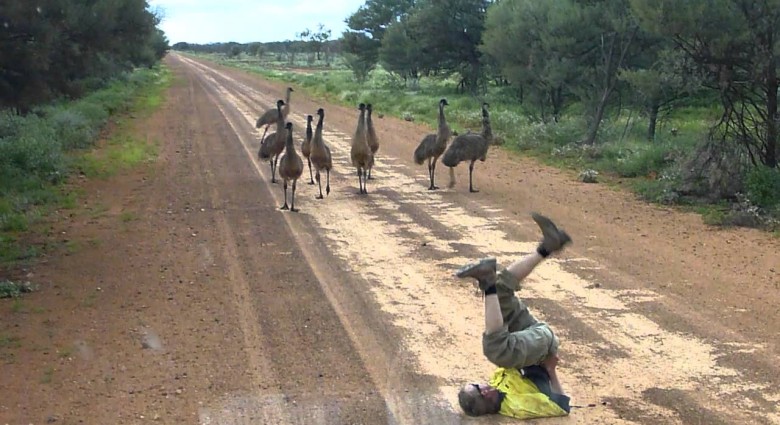 Ako si získať pozornosť emu