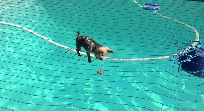 Tento psík sa naučil chodiť po vode!