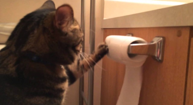 Mačka, ktorá ti odmotá a aj zmotá záchodový papier