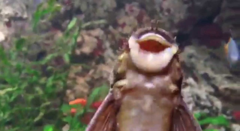Spievajúca rybka aka Žerem treska!