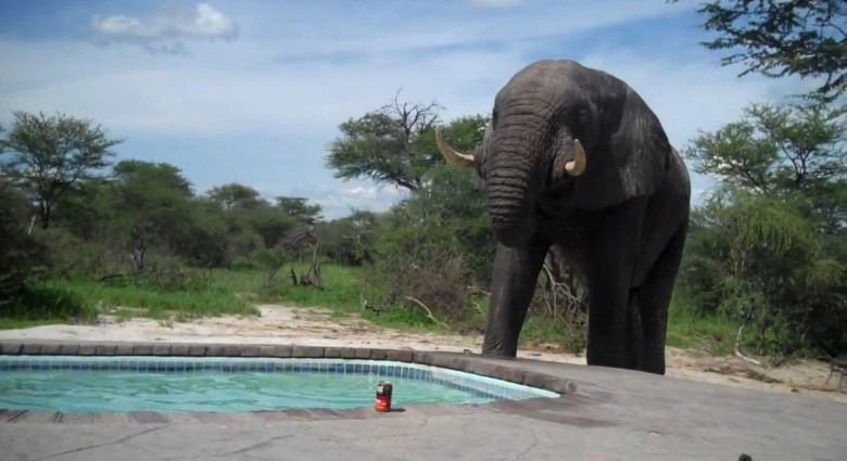 Už sa ti niekedy pri bazéne zjavil slon? Jemu áno!