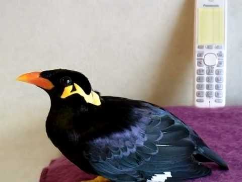 Vtáčik, ktorý dokáže hovoriť po japonsky