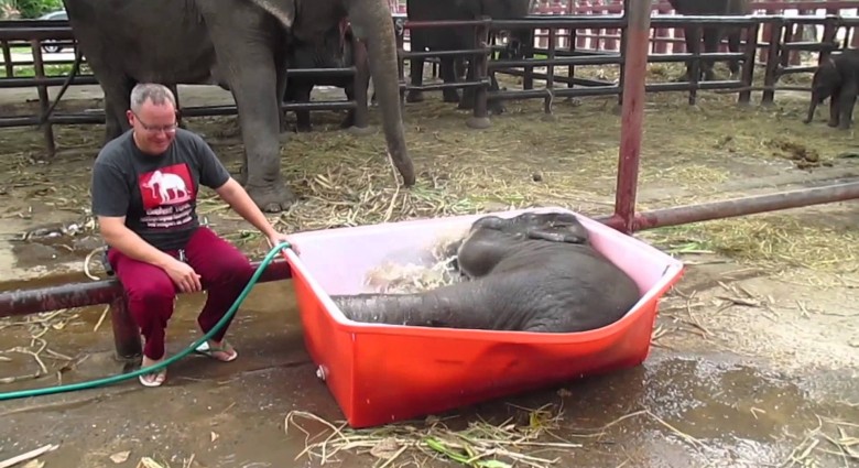 „Malý“ sloník si užíva kúpanie