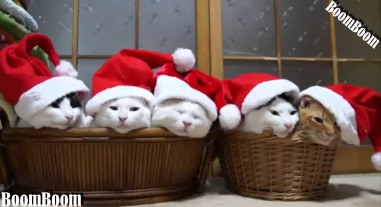 Ako vyzerajú Vianoce po blízku mačiek a psov