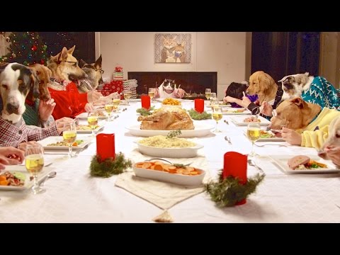 Zvieracia vianočná večera