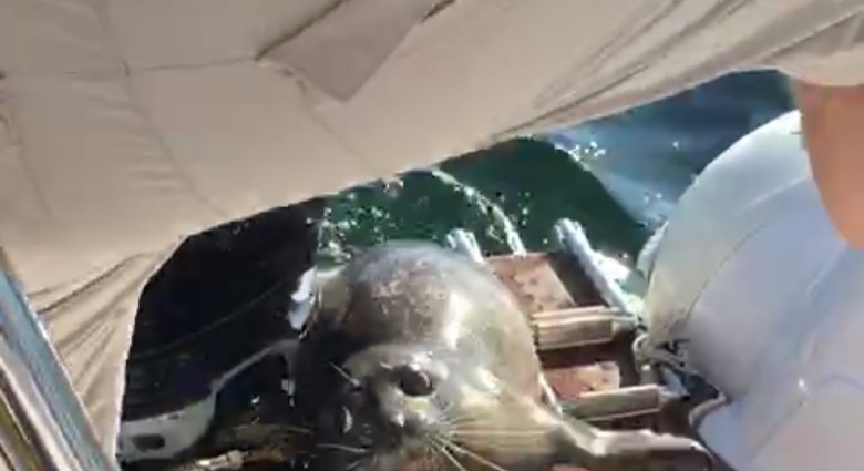 Tuleň si zachránil život pred kosatkami výskokom na loď