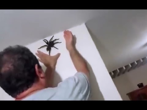 Chytanie obrovského pavúka
