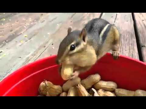 Keď sa veveričky napchávajú arašidmi